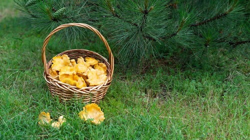 Basket with fresh chanterelle mushrooms.