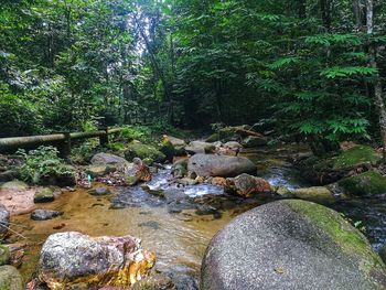 Plants growing on rocks in forest