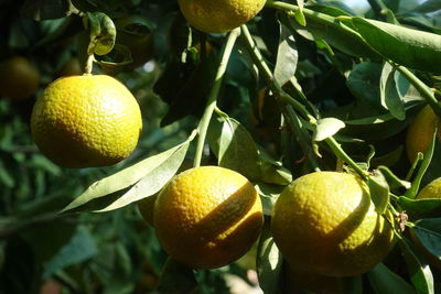 Close-up of fruits on tree