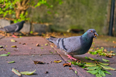 Close-up of bird perching on a footpath