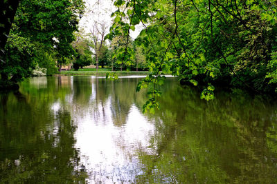 Scenic view of lake in forest