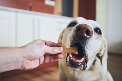 Close-up of hand holding dog at home