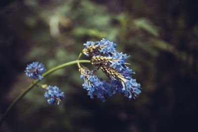 Close-up of purple flowering plant