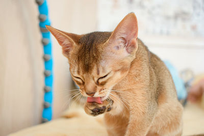 Close-up of abyssinian cat with eyes closed licking paws 