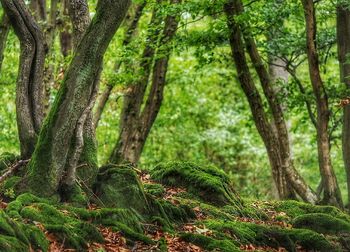 Trees in forest