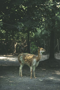 Vicuña walking in the field