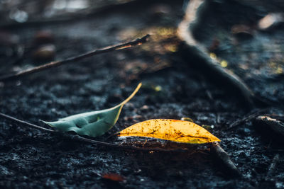 Close-up of dry leaf