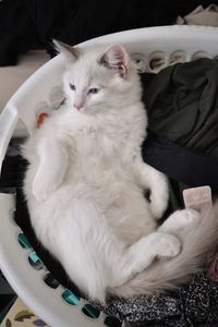 High angle view of cat resting on sofa