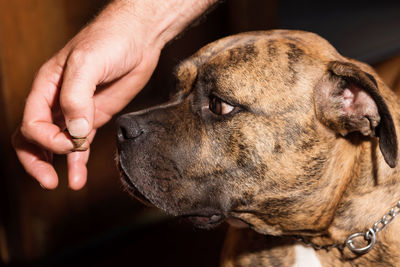 Cropped image of man feeding boxer at home