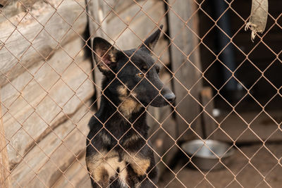 View of a dog behind fence