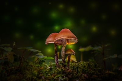 Close-up of fly agaric mushroom in forest