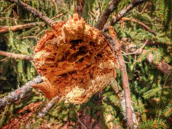 Close-up of dry flower tree in forest