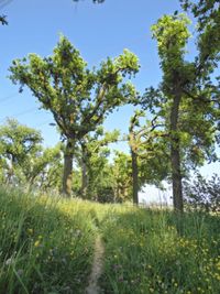 Scenic view of grassy field against sky