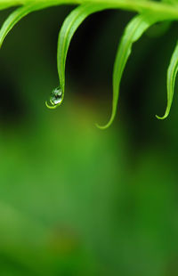 Close-up of raindrops on green leaf