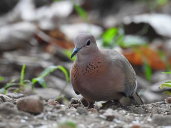 Close-up of bird perching on a field