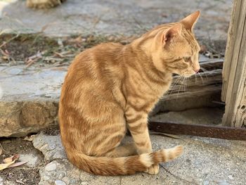 Cat sitting outdoors