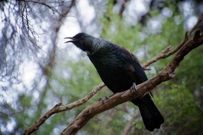 Low angle view of tui perching on branch