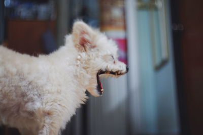 Close-up of a dog