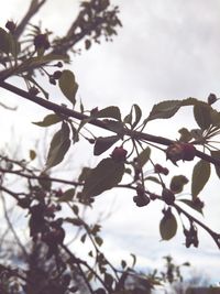 Low angle view of tree against sky