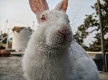 Close-up of a rabbit