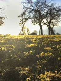 Yellow flowers on field