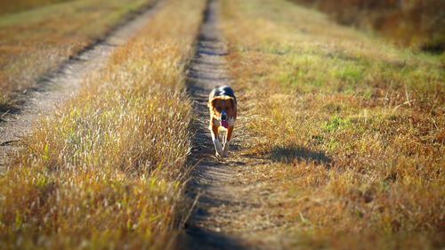 Dog running on grassy field