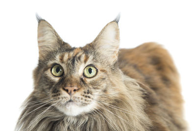 Close-up portrait of a cat against white background