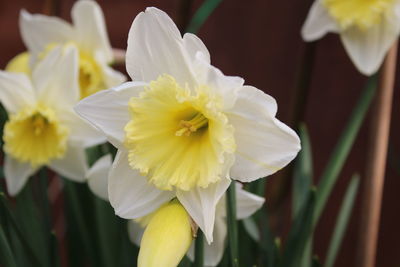 Close-up of white daffodil