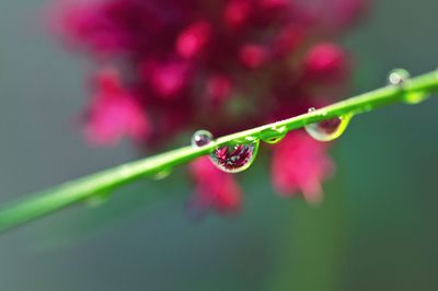 Close-up of water drops on leaf