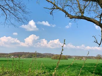 Scenic view of field against sky