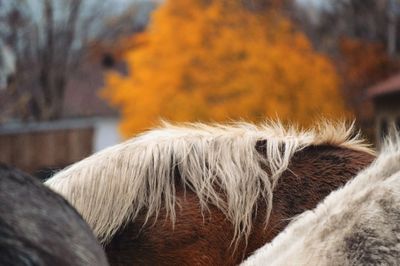 Cropped image of horses