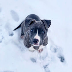 Portrait of dog in snow