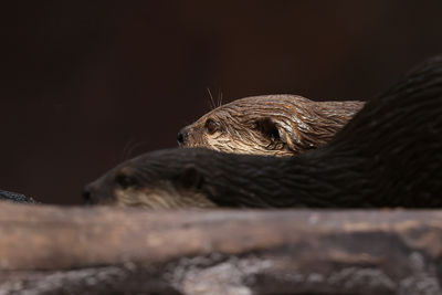 Two otters on land side view