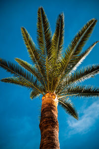 Low angle view of palm tree against clear blue sky