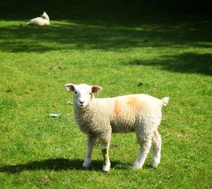 Sheep in a field