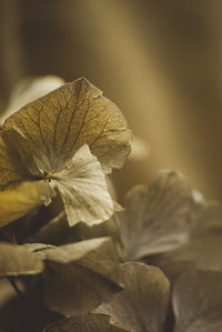 Close-up of white flowering plant leaves