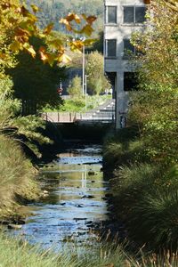 Bridge over river against trees