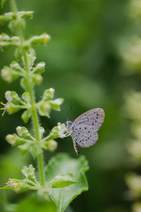 Close-up of butterfly pollinating on flower