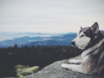 Close-up of dog sitting on mountain against sky