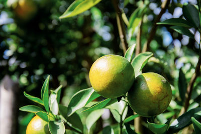 Close-up of fruits on tree