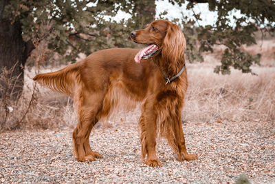 Brown dog standing on field