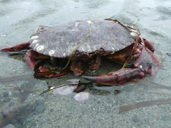 Close-up of dead fish