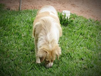 High angle view of dog on grass