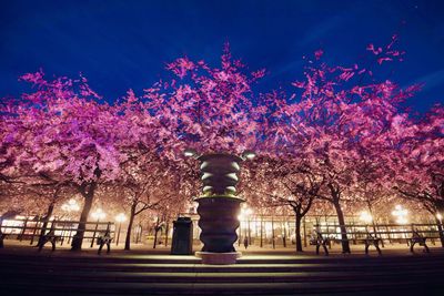 Low angle view of pink flowering trees in park at night