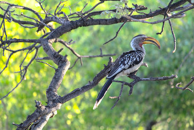 Bird perching on a tree