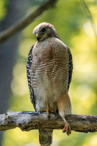 Red-shouldered hawk