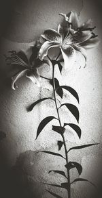Close-up of flowers