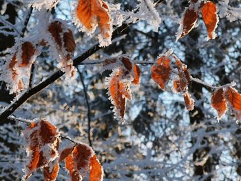 Close-up of dry leaves on branch during winter