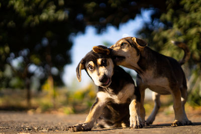 Close-up of dog