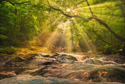 Beautiful light awns of kikuchi valley